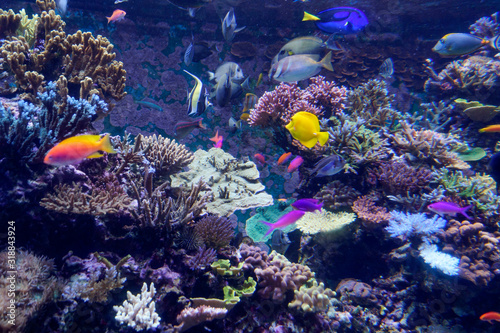 Fototapeta Naklejka Na Ścianę i Meble -  Acquario barriera corallina
