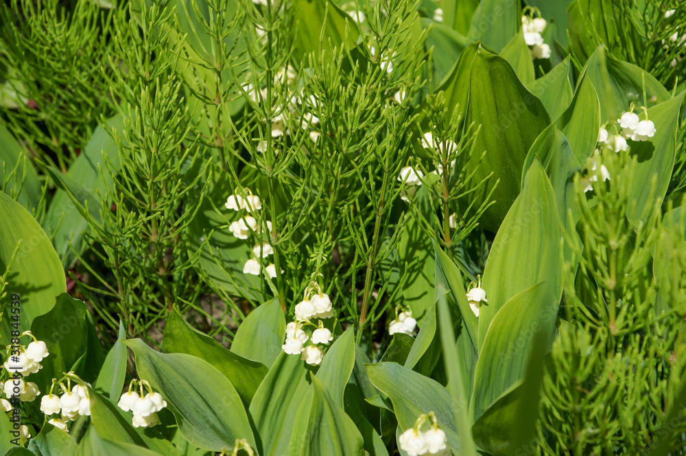 Obraz premium white lilies of the valley on a Sunny day