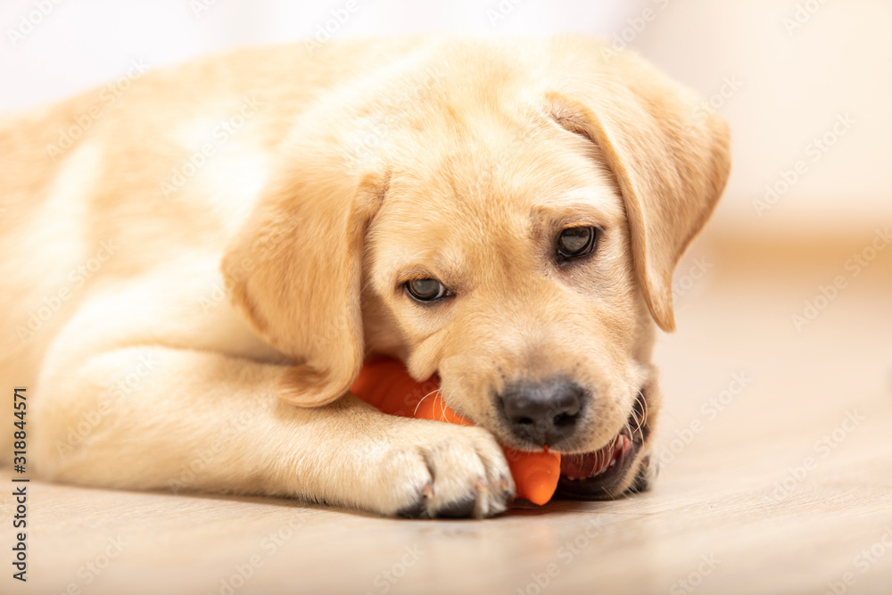 Fototapeta Yellow labrador retriever puppy biting in colored dog toy