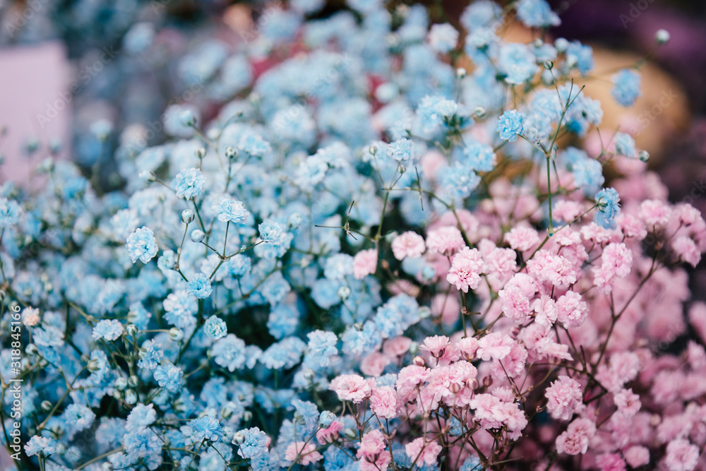 Gypsophila bouquet dyed blue and pink. A genus of flowering plants in the carnation family, Caryophyllaceae. Gypsophila bouquet dyed blue and pink. A genus of flowering plants in the carnation family, Caryophyllaceae.