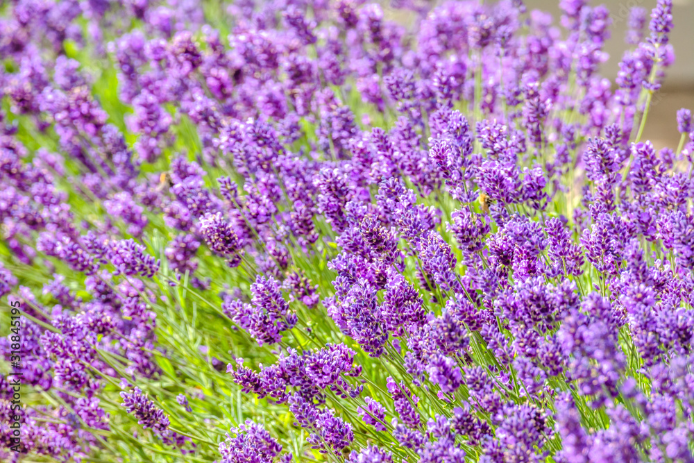 Field of lavender flower, purple nature background Field of lavender flower, purple nature background