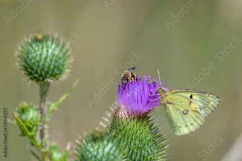 A lemon butterfly and a honeybee sit on a thistle plant. Concept: flowers and animals © andre
