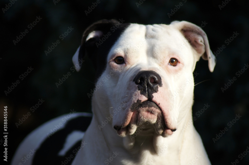 Porträt einer Old englischen Bulldogge im Freien