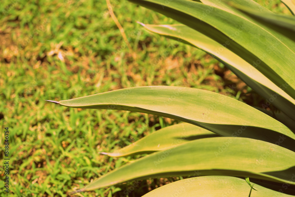 Obraz premium Leaves of tropical plants lit by the bright summer sun close-up. Natural background retro style toned