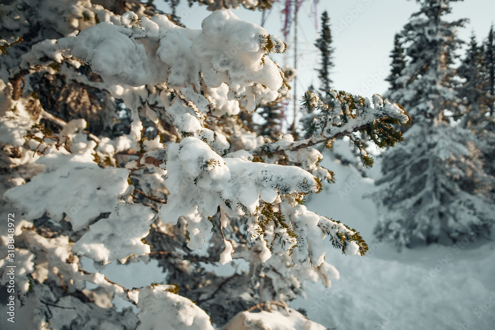 Pine branch in snow. Winter sunset in the forest. Pine branch in snow. Winter sunset in the forest.