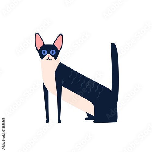 Cartoon black and white cornish rex cat breed sitting isolated on white. Exotic curly domestic animal vector flat illustration. Cute curled pet with raising tail