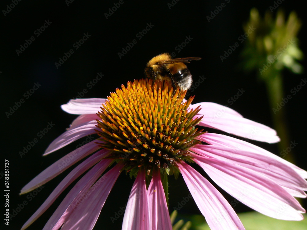 bee on a bright pink color. Dark background. Close up. bee on a bright pink color. Dark background. Close up.