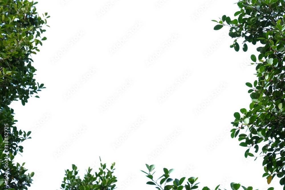Tropical tree leaves with branches on white isolated background for green foliage backdrop Tropical tree leaves with branches on white isolated background for green foliage backdrop