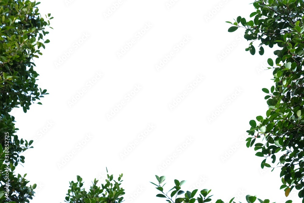 Tropical tree leaves with branches on white isolated background for green foliage backdrop 