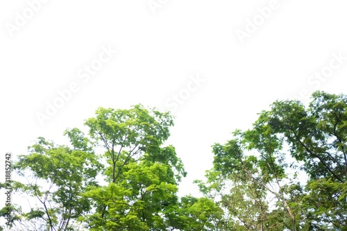 Tropical tree with leaves branches and sun light on white isolated background for green foliage backdrop