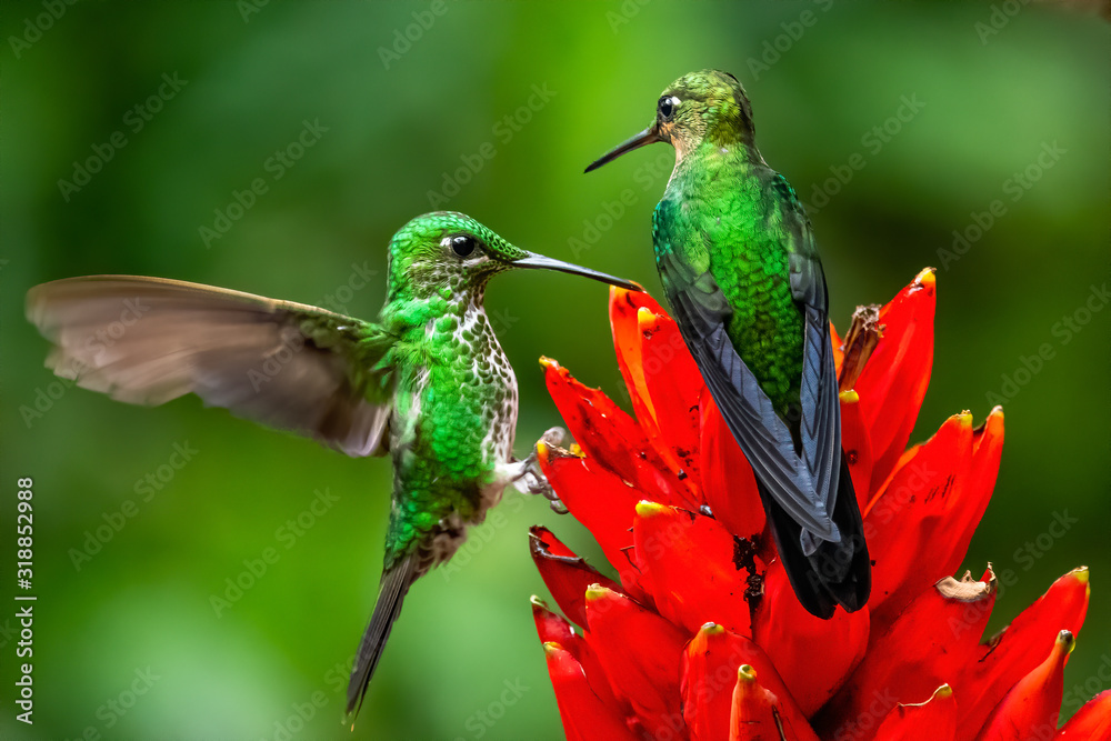 Fototapeta premium Amazilia decora, Charming Hummingbird, bird feeding sweet nectar from flower pink bloom. Hummingbird behaviour in tropic forest, nature habitat in Corcovado NP, Costa Rica. Two bird in fly, wildlife.