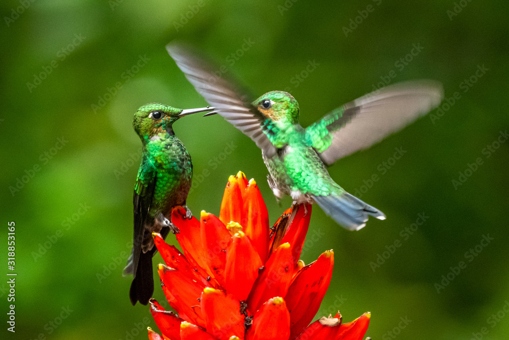 Fototapeta premium Amazilia decora, Charming Hummingbird, bird feeding sweet nectar from flower pink bloom. Hummingbird behaviour in tropic forest, nature habitat in Corcovado NP, Costa Rica. Two bird in fly, wildlife.