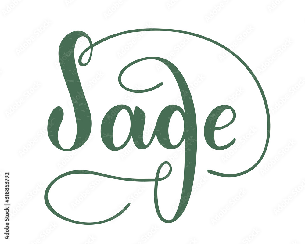 Vector hand written sage text isolated on white background. Kitchen healthy herbs and spices for cooking. Script brushpen lettering with flourishes. Handwriting for banner, poster, product label Vector hand written sage text isolated on white background. Kitchen healthy herbs and spices for cooking. Script brushpen lettering with flourishes. Handwriting for banner, poster, product label