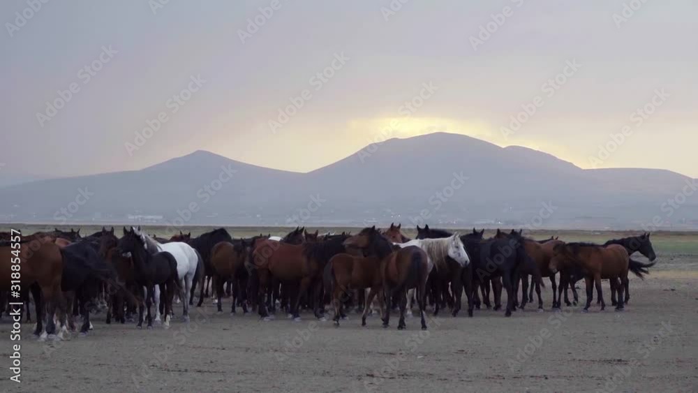 Wild horses that roam freely in nature Wild horses that roam freely in nature