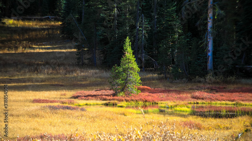 Panorama, Waldrand im Herbst, Yosemite Nationalpark