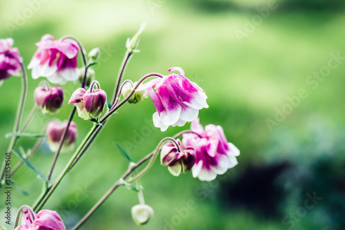 Aquilegia pink flowers blooming in flowerbed. Bright vivid colors. Nature background. Summer Backdrop