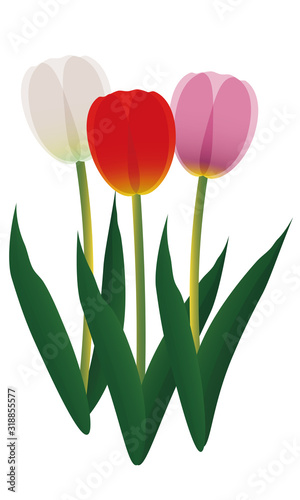 チューリップ　花　春