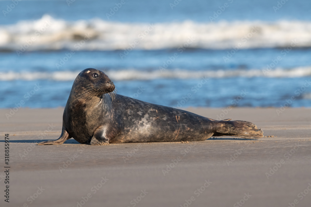 Fototapeta premium Harbor Seal (Phoca vitulina) at the edge of the ocean