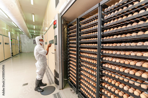 worker at a chicken egg hatchery inspecting the conditions photo