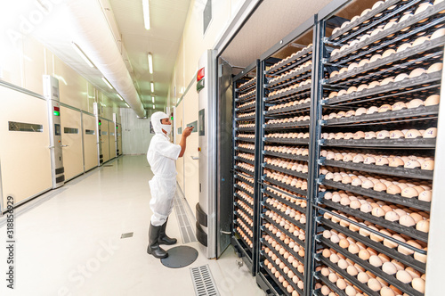worker at a chicken egg hatchery inspecting the conditions