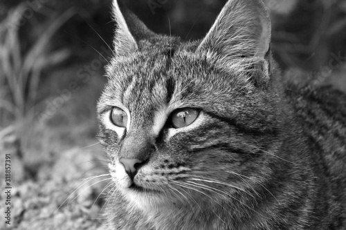 Cat Eyes
