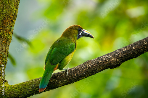 The Crimson-rumped Toucanet, Aulacorhynchus haematopygus perched on the branch in rain forest in Ecuador, dark scene with green color. photo