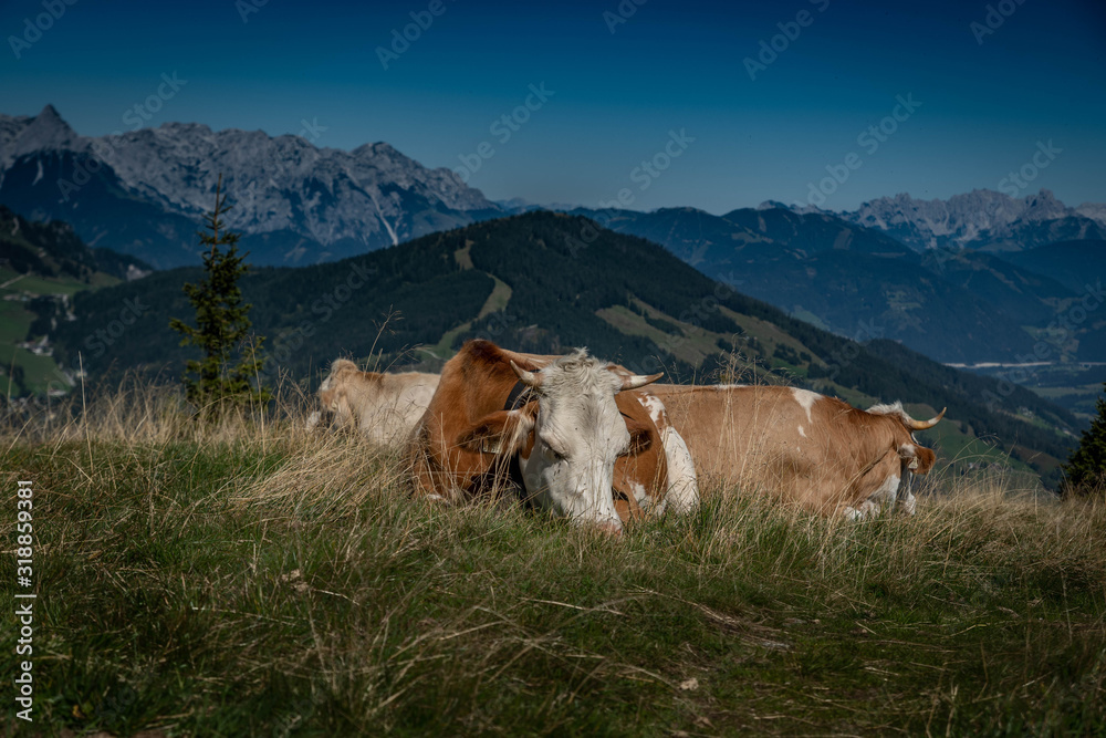 cows at the summit with a view of the Alps