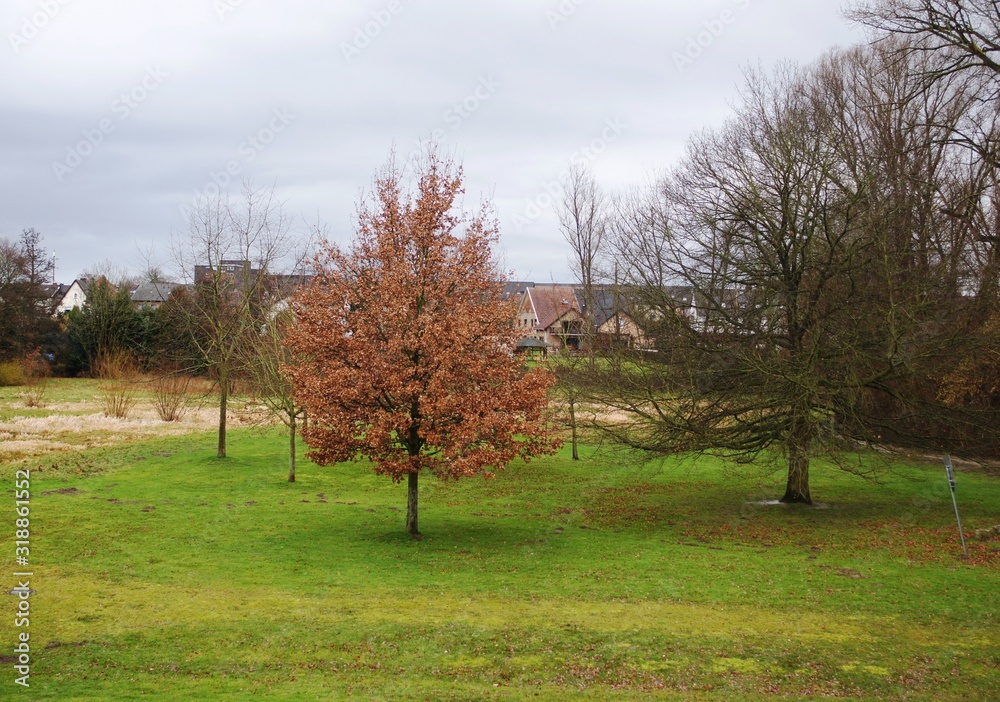 Obraz premium tree in the park