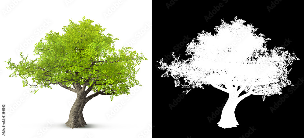 Fototapeta tree isolated on white background with alpha mask for easy isolation 3D illustration