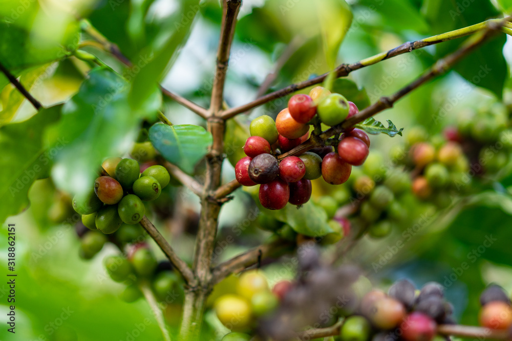 selective focus of green and red coffee berries on branch selective focus of green and red coffee berries on branch