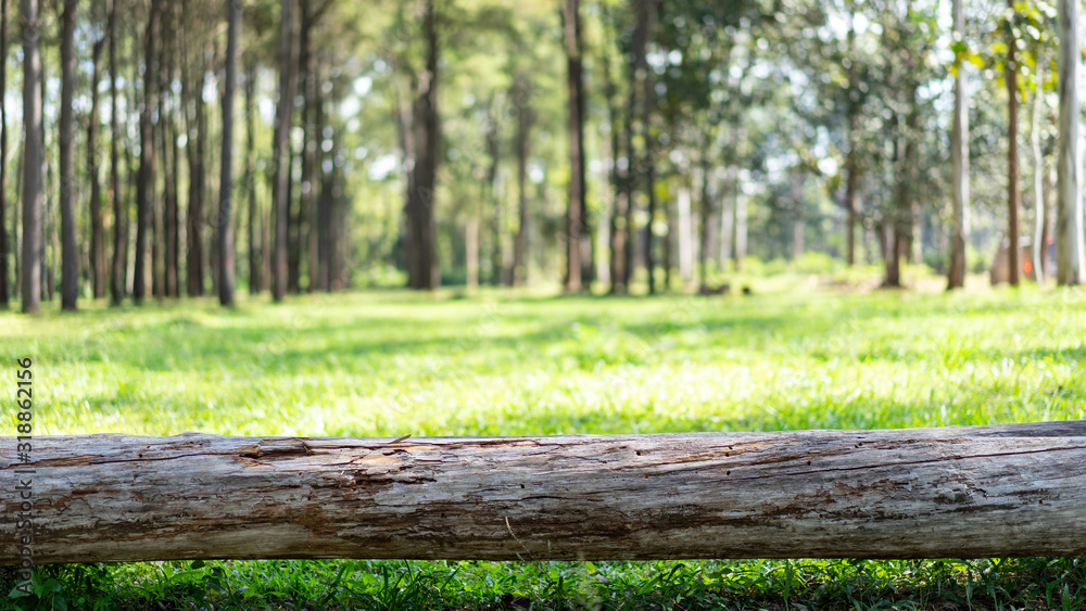 Foreground of pine log and blurred background of pine forrest and grass Foreground of pine log and blurred background of pine forrest and grass