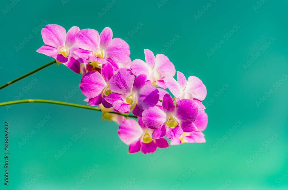 Obraz premium orchids.purple orchids is considered the queen of flowers in Thailand.