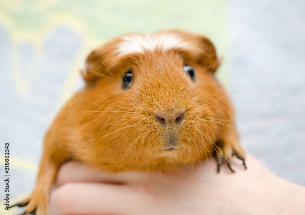 Funny cute guinea pig in a human hand against a bright background (selective focus on the guinea pig nose) Funny cute guinea pig in a human hand against a bright background (selective focus on the guinea pig nose)