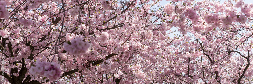 Panoramic image. Branches of a blooming almond tree in early spring Panoramic image. Branches of a blooming almond tree in early spring