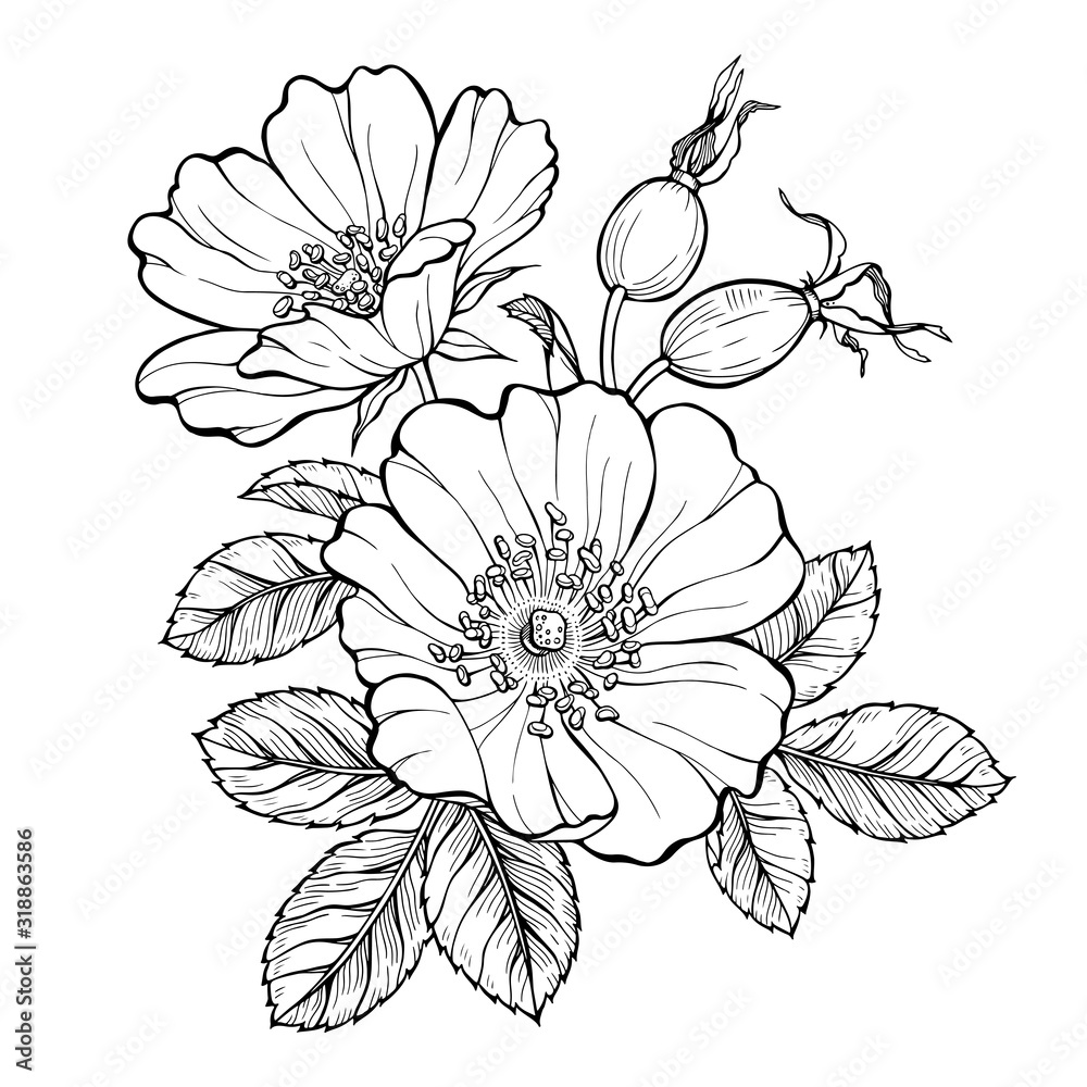 Wild rose flowers and berries, line art drawing. Outline vector