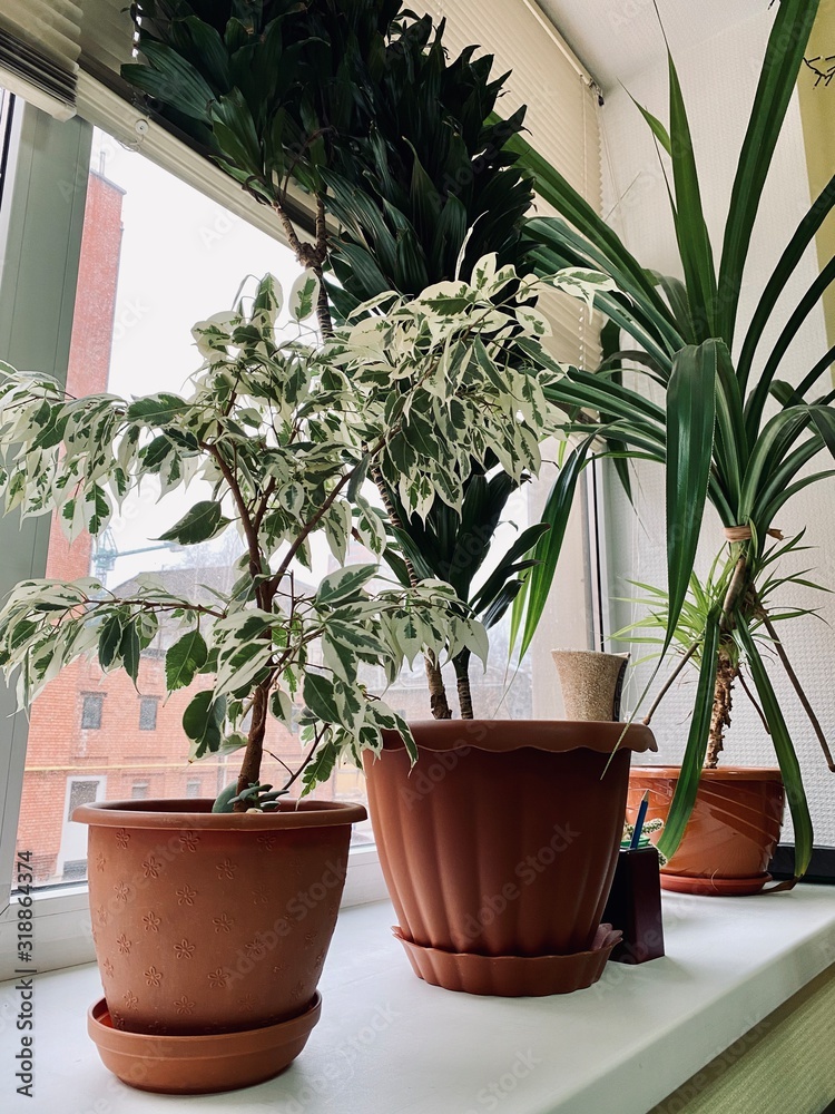 potted plant on window sill in office