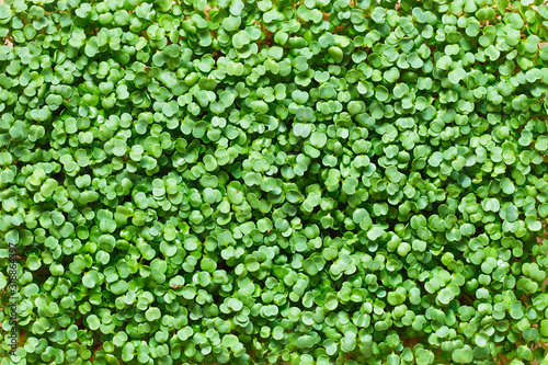 Fresh arugula microgreen background photo