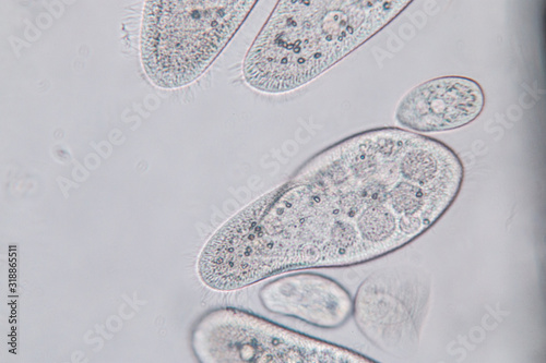 Obraz na plátně Paramecium caudatum is a genus of unicellular ciliated protozoan and Bacterium under the microscope