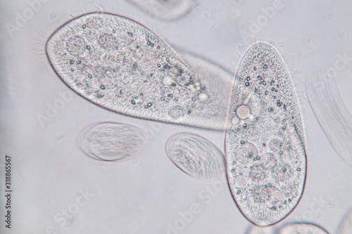Fotografie Paramecium caudatum is a genus of unicellular ciliated protozoan and Bacterium under the microscope