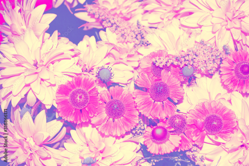 custom made wallpaper toronto digitalColorful dahlia flowers on a background of the autumn landscape