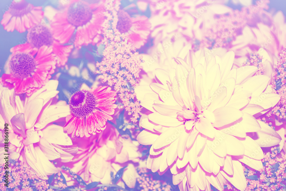 Colorful dahlia flowers on a background of the autumn landscape Colorful dahlia flowers on a background of the autumn landscape