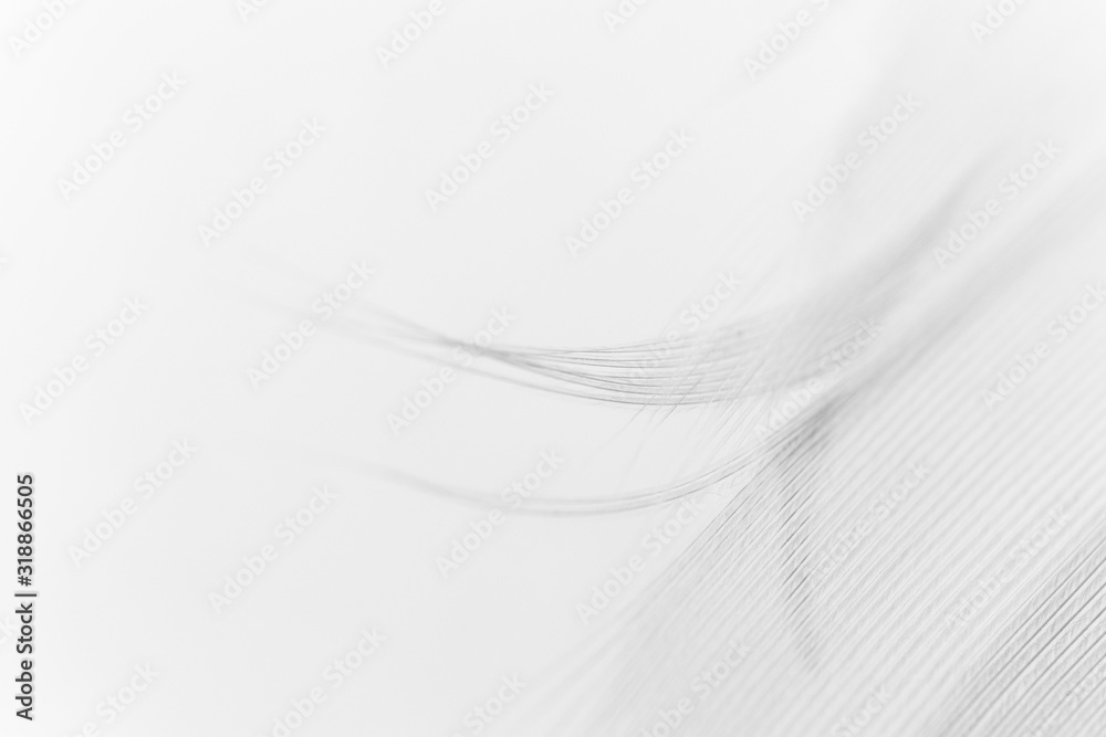 Detail of swan feather with selective focus, macro. Concept of tenderness and softness, close-up. Beauty horizontal wallpaper or backdrop Detail of swan feather with selective focus, macro. Concept of tenderness and softness, close-up. Beauty horizontal wallpaper or backdrop
