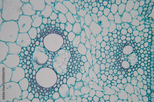  Close up Plant Stem under the microscope for classroom education. photo