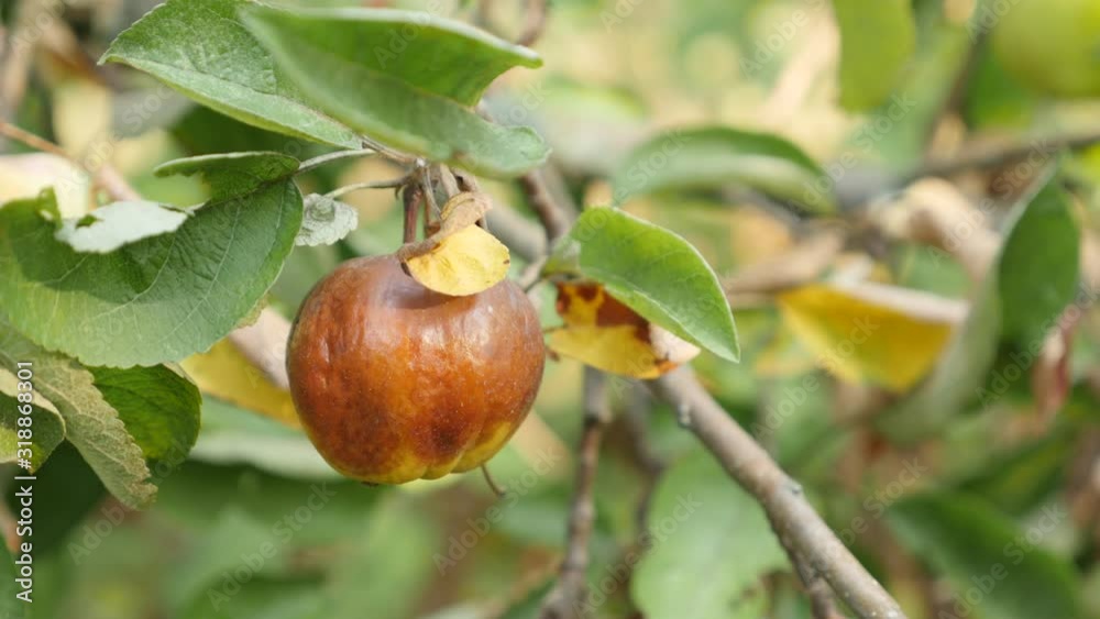 Shallow DOF branches of apple tree with one rotten fruit 4K video Shallow DOF branches of apple tree with one rotten fruit 4K video