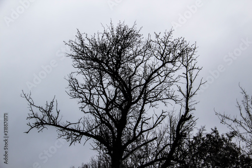 A tree branches on the grey sky. A Mainly gloomy cloudy day. Looking up to grey sky through tree branches. Beautiful black branches in front of grey sky. Naked trees against gray sky.