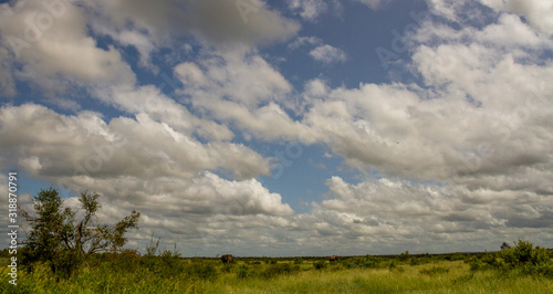 Savanna landscape with African elephants in the Kruger National Park in South Africa image in horizontal format
