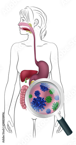 A medical anatomy diagram of a woman showing the human digestive system with magnifying glass on microbes