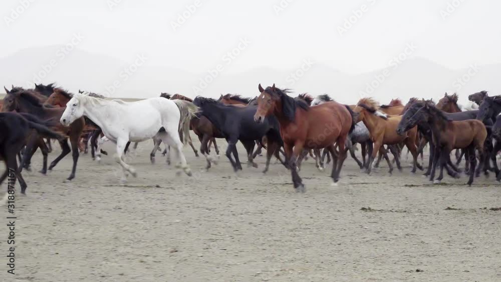 Wild horses in nature slow motion Wild horses in nature slow motion