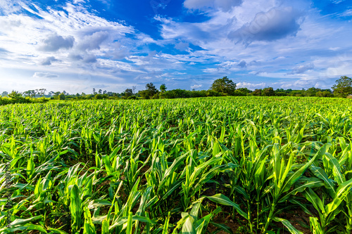 Corn field on a beautiful sunny day