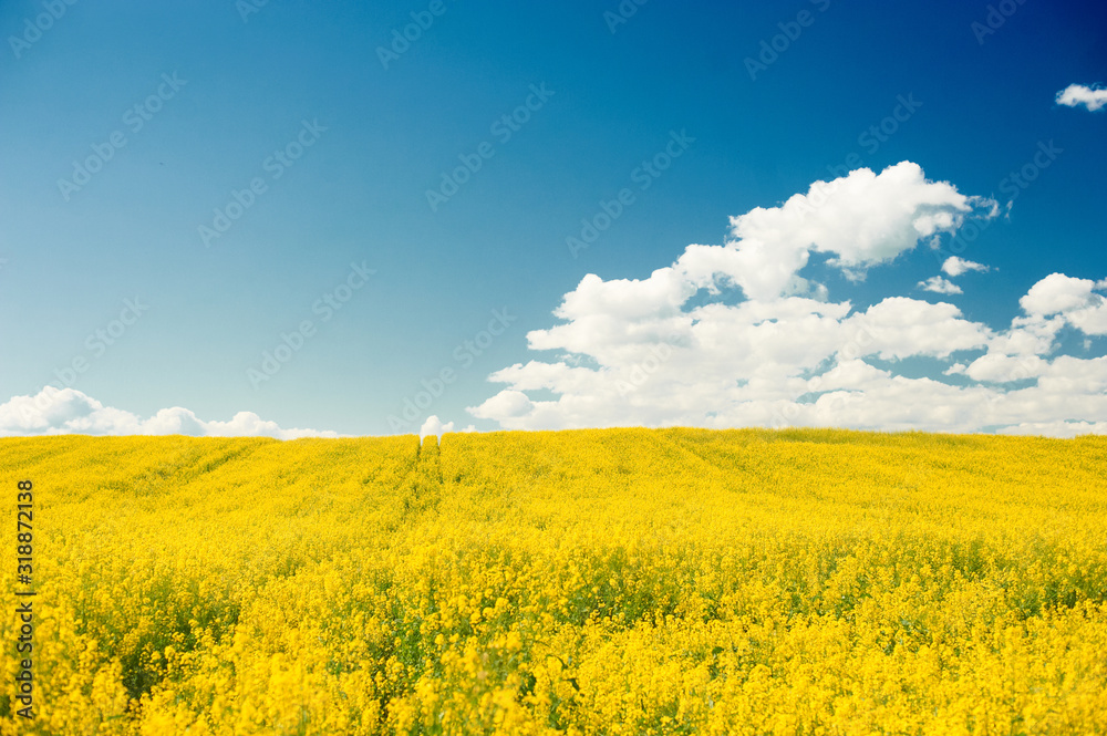 Yellow oil seed rape in the blue sky and green grass. Yellow flowers of the oil seed rape.
